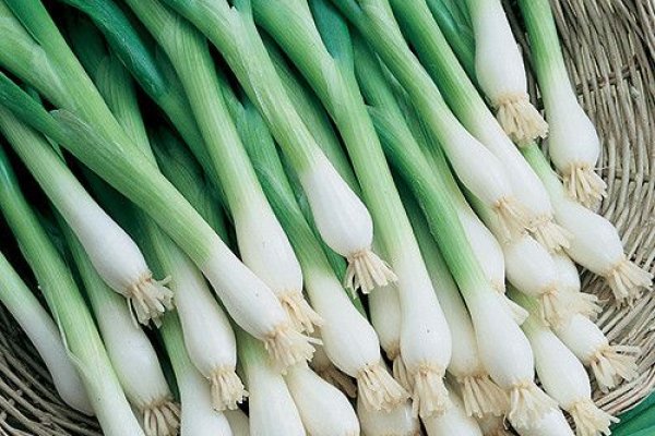 Магазины с наркотиками